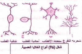 أنواع الخلايا العصبية